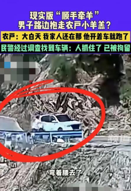 顺手牵羊！5月26日，河南济源，一名男子开车看到路上有羊群，下车抓了一只小羊羔塞