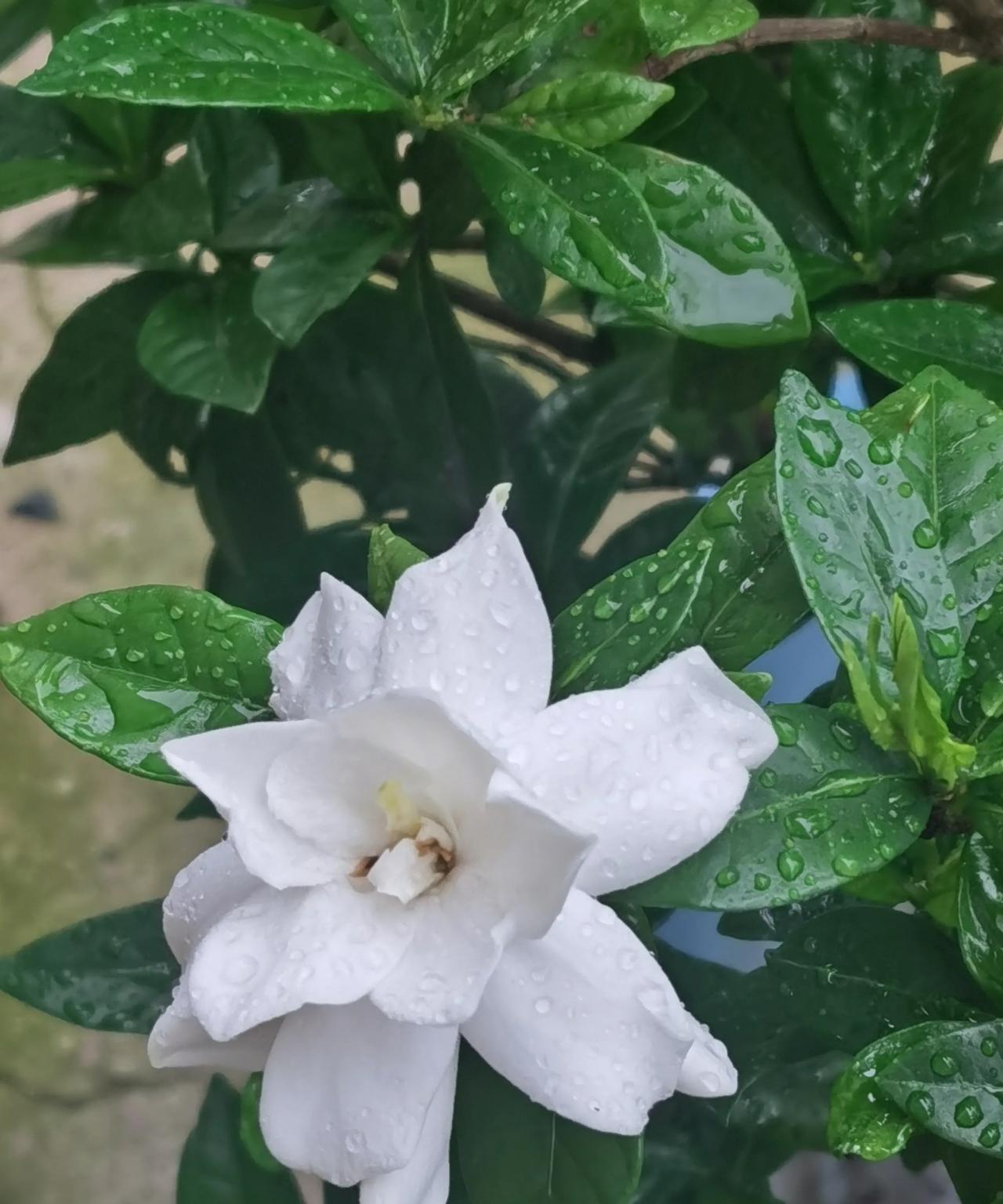 缓慢起伏振幅不大的股市走势是不是国家控制系统性金融风险的方法方式？
当前世界上很