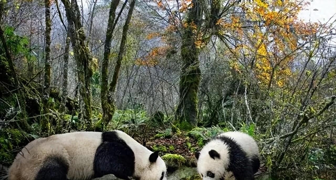 四川曾有老虎，为什么没吃大熊猫？其实，老虎就算“饿疯了”，也不会将大熊猫当作美餐