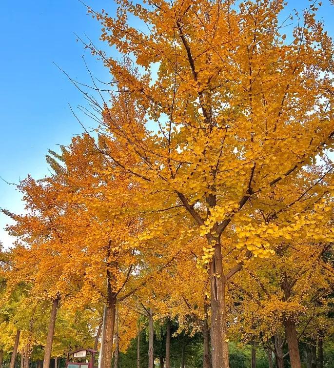 #可以分享一张秋景树叶的的照片吗#郑州植物园秋景树叶拍照库存……
