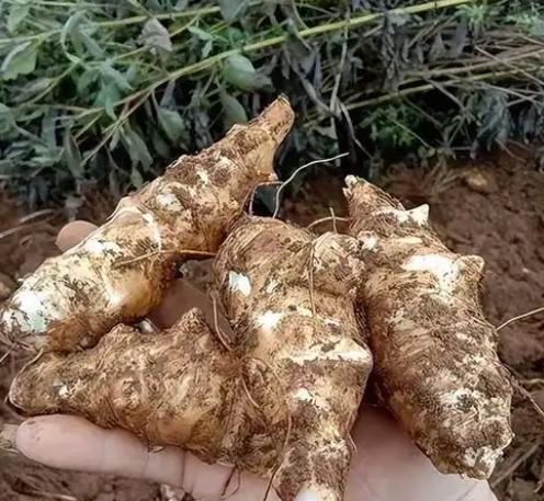15种快绝种的瓜果蔬菜，你吃过几种？爱吃的话尽早吃！绝种了就晚了！
15、洋姜