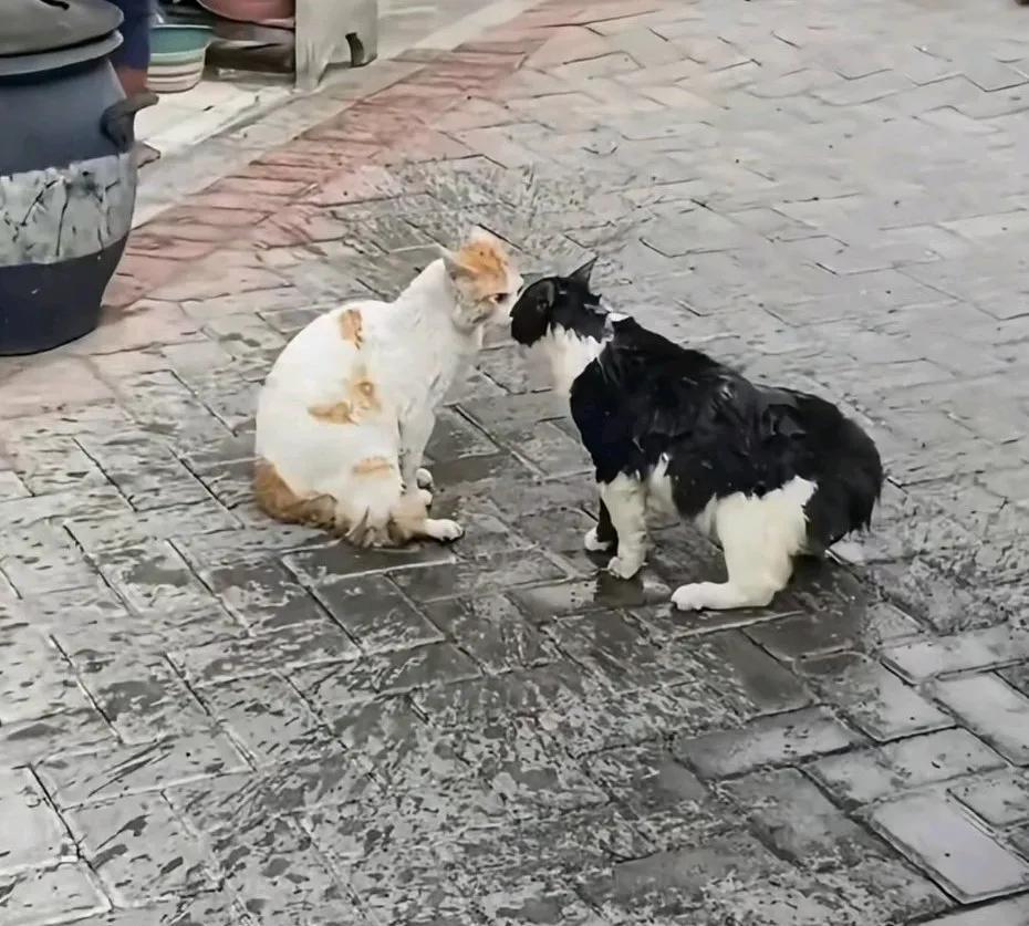 这两只猫不知道怎么回事从早上5点钟对视到现在[打脸]