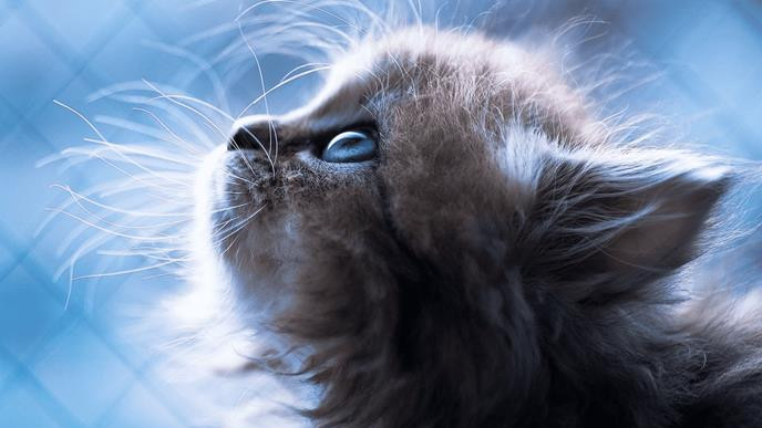 主食罐头什么牌子好一点？2026年十大最安全主食罐头全面测评！