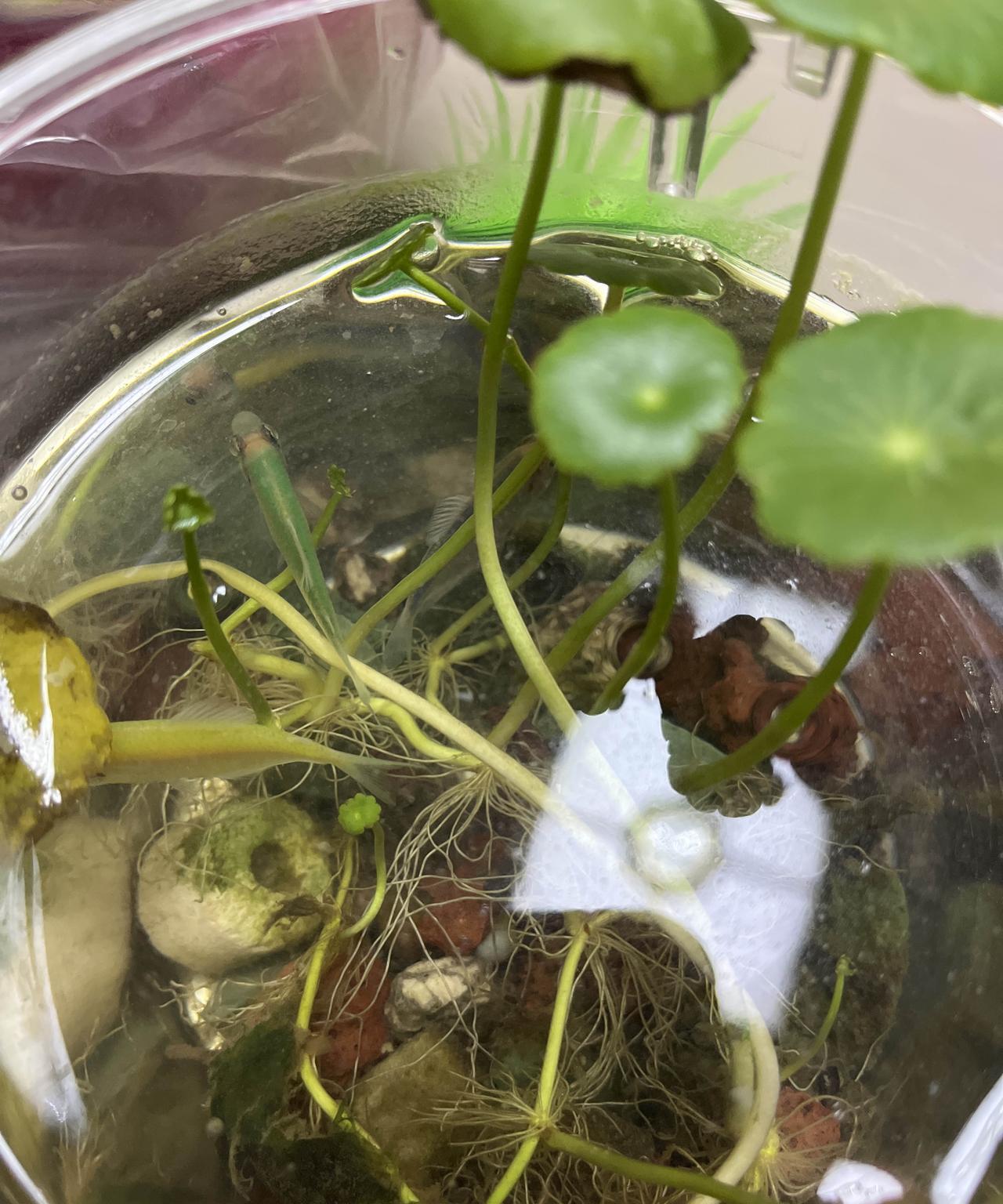 又是一个观鱼的傍晚！
可能鱼自己都不知道为什么要在鱼缸里，铜钱草也不知道为啥要在