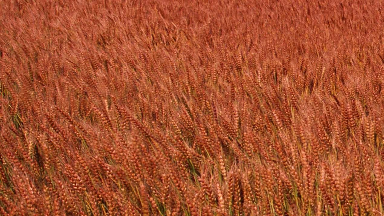 半年施肥优化计划，王炸升级，贫瘠山地地块，大豆营养提升方案