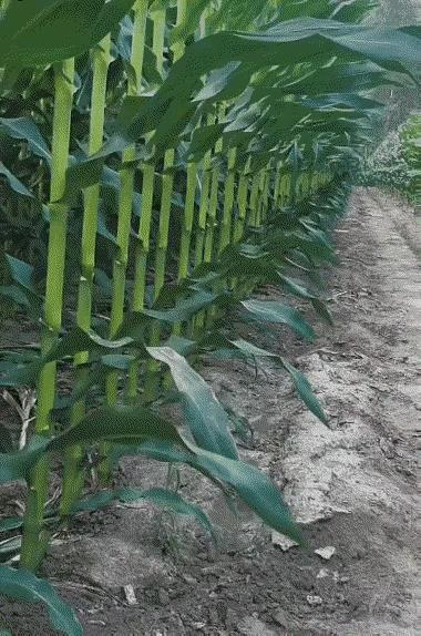 这是我家种的玉米！必须整整齐齐的！