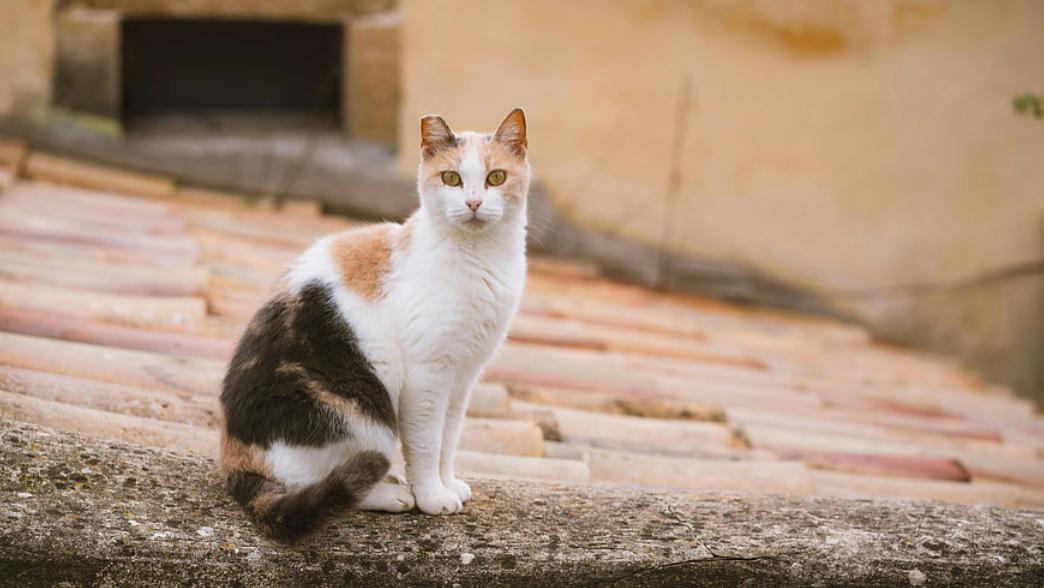 猫粮哪个牌子好、平价又健康？盘点2026年最好的猫粮品牌排行