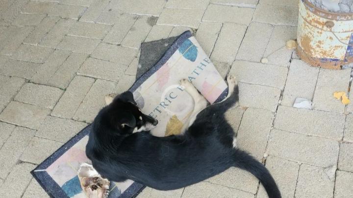 一条狗命引发的人命案，养狗的人一定要栓绳