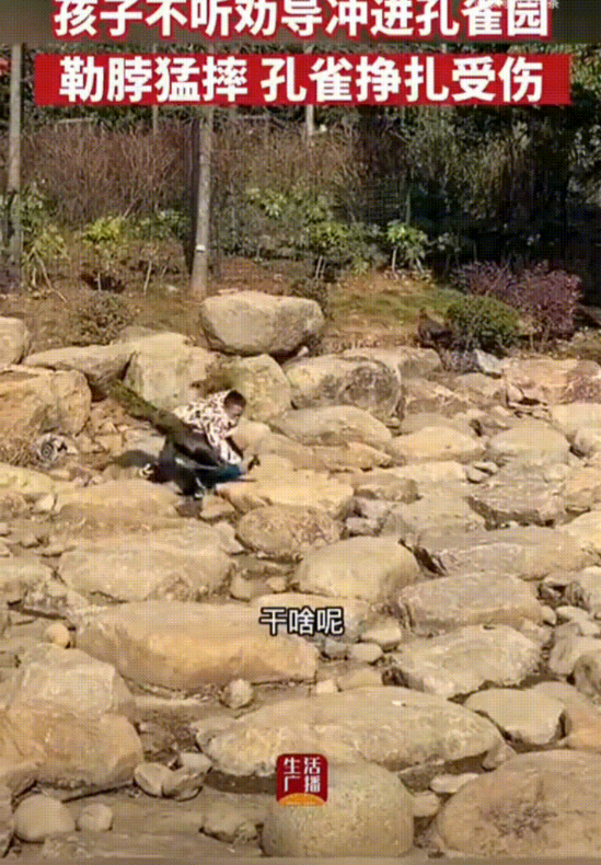 熊孩子趁管理员不察，悄悄溜进孔雀园，抓住一只绿孔雀，往地上猛掼猛摔，孔雀扑棱扑棱