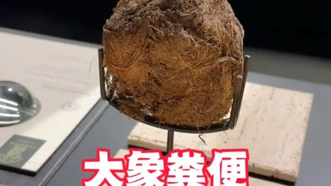 上海“3888元吃大象粪便”挑战：有钱人的新型爱好，是越来越癫了