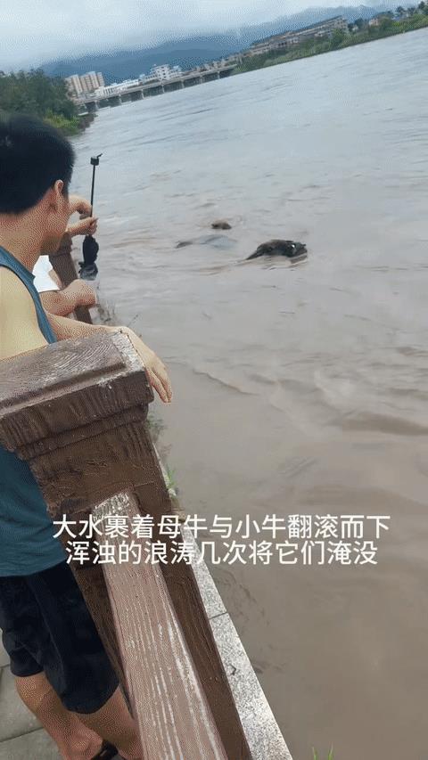 洪水中救了一头小牛，牛妈妈的眼中看到了无限感激！