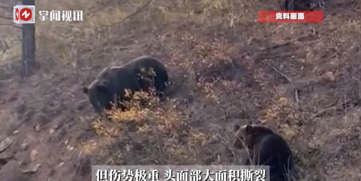 “这就是命啊！”9月，甘肃，一孕妇在野外放牧时，突然被一头黑熊袭击，孕妇的头部瞬