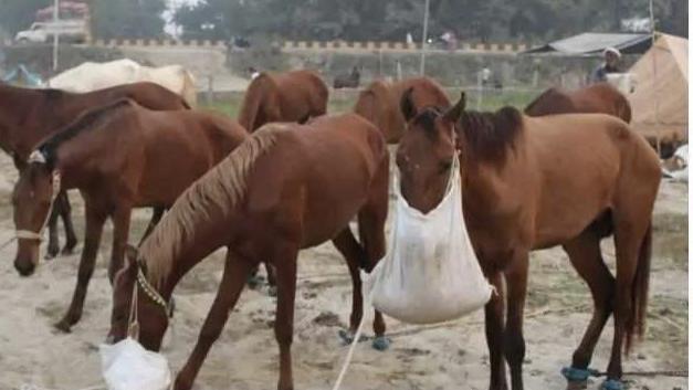 印度男子因性侵马匹被捕，夜间潜入骑术学院，监控曝光其行为