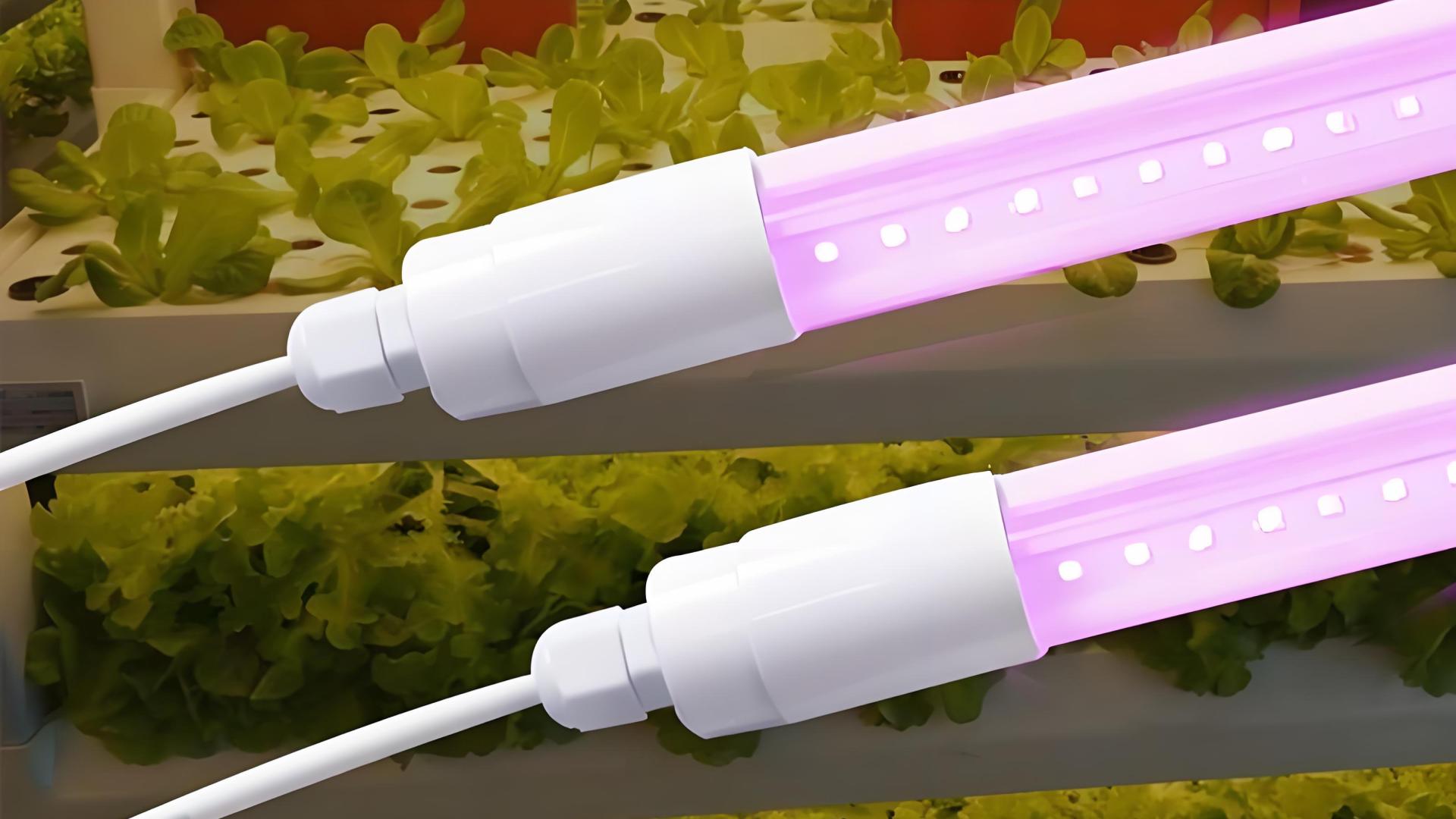 解析郎特植物 LED 灯管价格，性价比之选