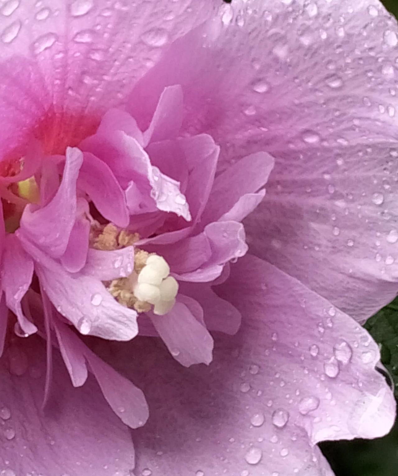 #随手拍雨中的花#雨中木槿花