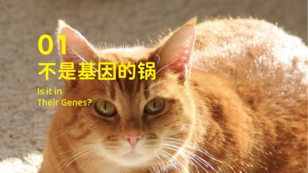 象乡宠物食品 |  橘猫为什么都这么胖?