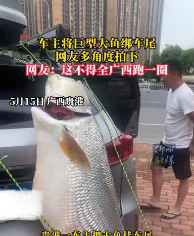 “能吹一辈子！”广西贵港，一男子为了炫耀，将一条近80斤重，体长大约150公分的