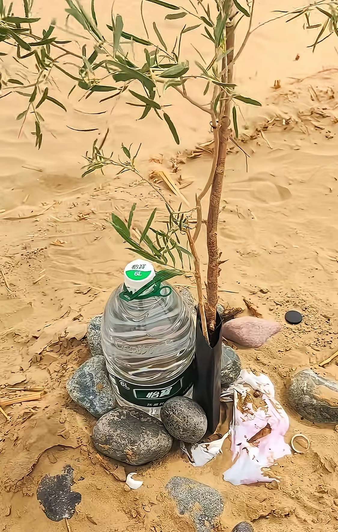 来自治沙人的智慧，塔克拉玛干沙漠