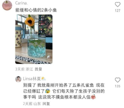 能缓和心情的2条小鱼