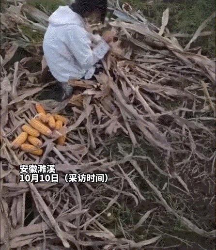 太孝顺了！安徽濉溪，一爸爸在网上晒出，自家女儿国庆节回家帮家里掰玉米，而开学前一