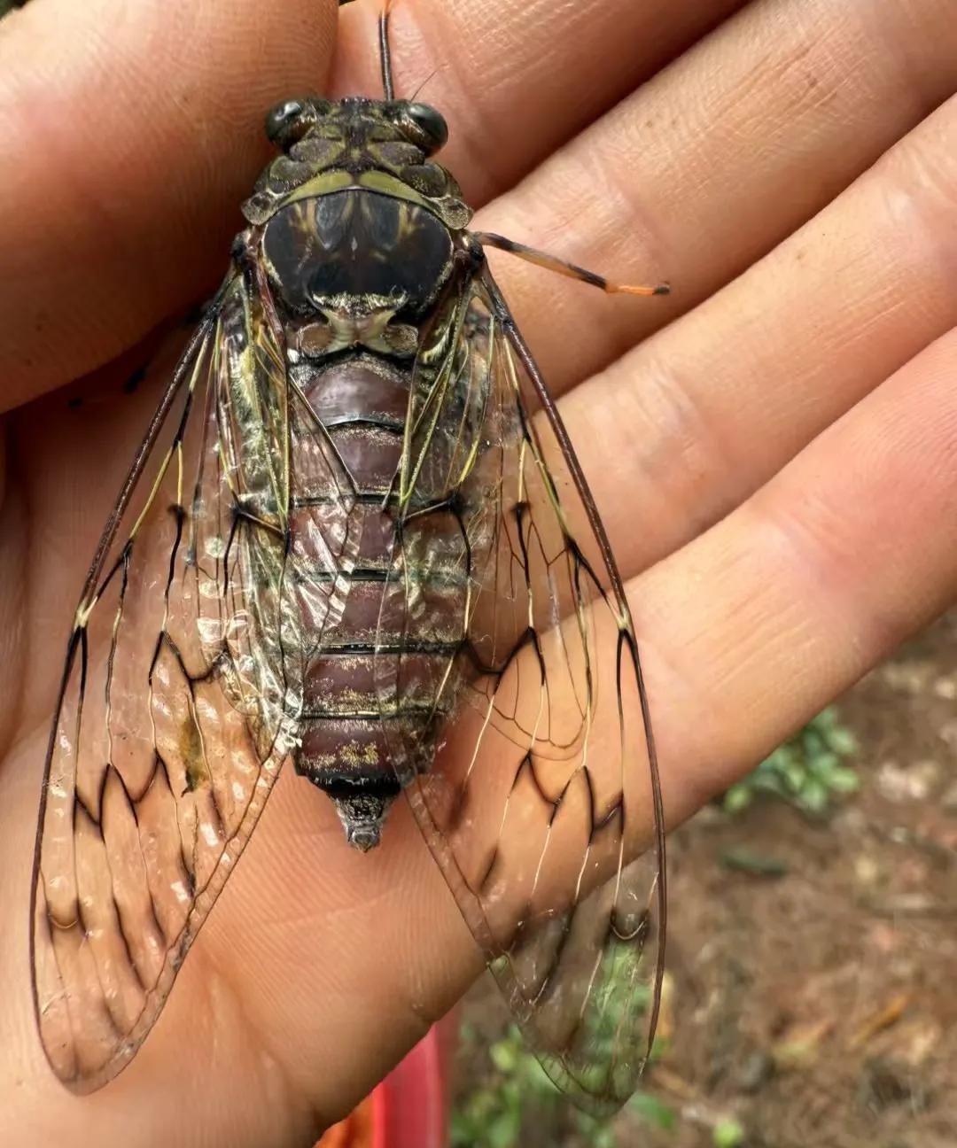 这个可爱的生物，你那边的方言是怎么说的？[吃瓜群众]