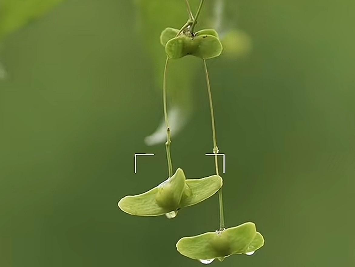 早上5点半
被雨声吵醒了
今年的秋来的特别早
一场场秋雨也比往年频繁
草木一秋，