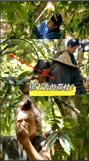 《长安的荔枝》为什么不用真的荔枝树拍摄？目前我看到的解释有3个。

有人说是拍摄