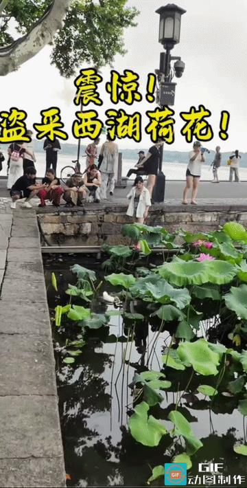 看女子熟练采花折枝，显然她已经把西湖当成了自己的池塘。
保安的到来，她也没有感到