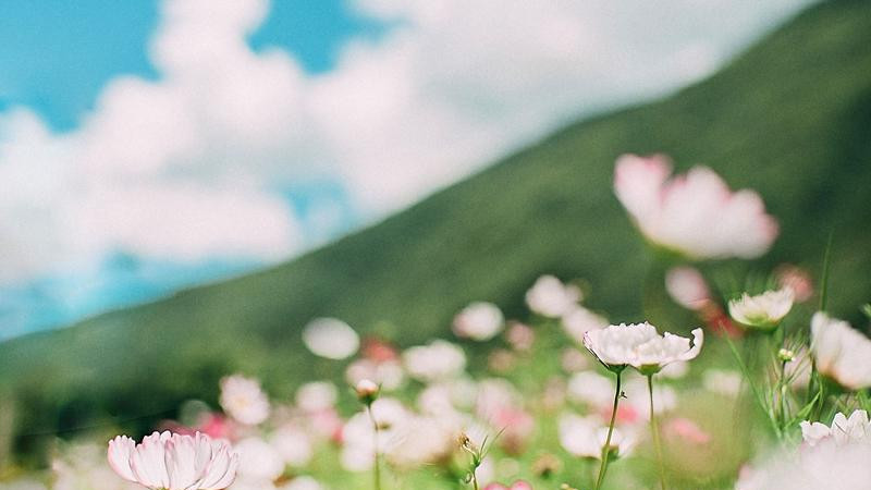 宁芙宗肆《悔婚当日：清冷权臣求我别始乱终弃》宗肆伸手，轻轻捏住了宁芙的下巴，从容地端详片刻