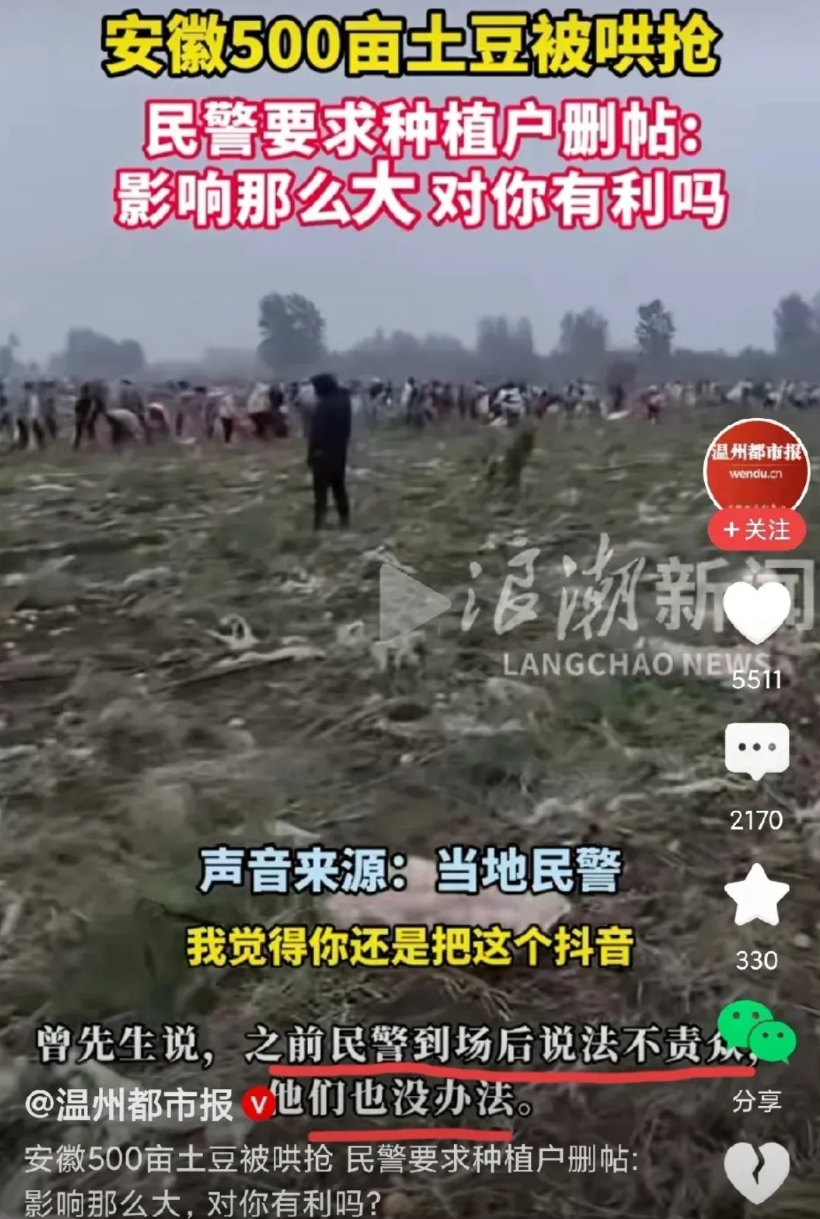500亩土豆被众多村民哄抢，如果这是“法不责众”，那一帮人去抢银行、抢熊猫、抢汽