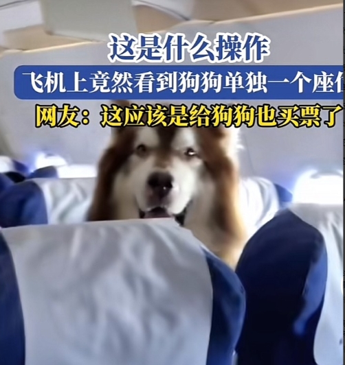 一段狗狗和人同乘飞机的视频，让网友们炸了锅！
飞机上一个情绪稳定非常听话的狗狗，