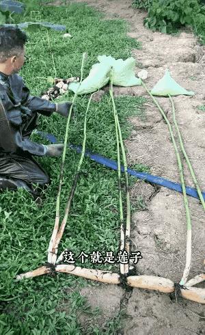 给城里的孩子科普一下，
什么是荷叶荷花和莲子莲藕！