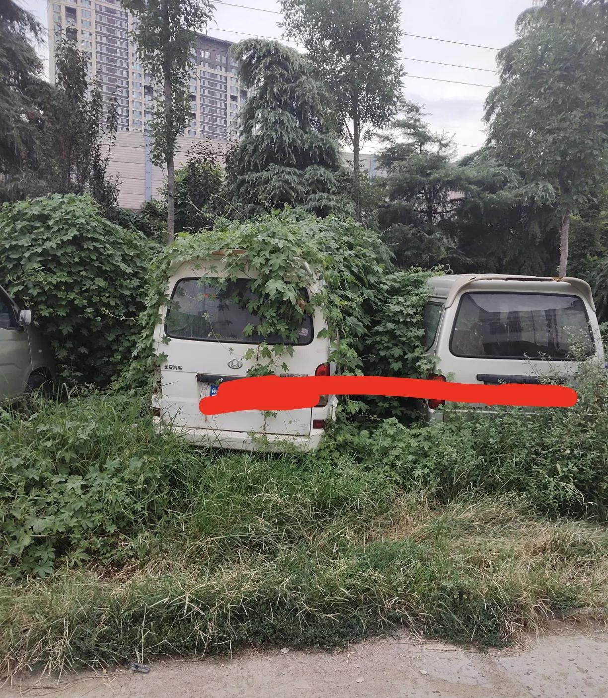 有知道这种植物叫啥名字的吗？
攀爬能力和缠绕能力都惊人，居然连汽车都能给紧紧包裹
