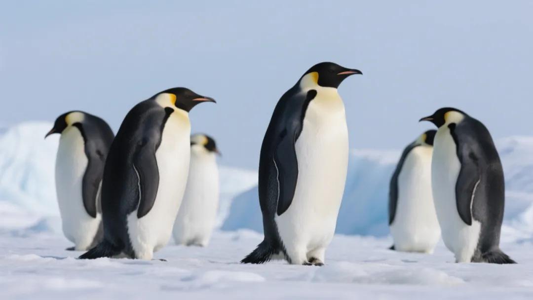 南极企鹅比我们打工人幸福多了