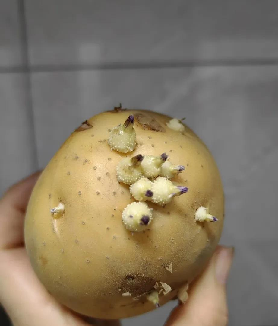 土豆发芽了还能吃吗？我最爱吃的菜是土豆。记得家里还有个大土豆所以今天没去买菜，中