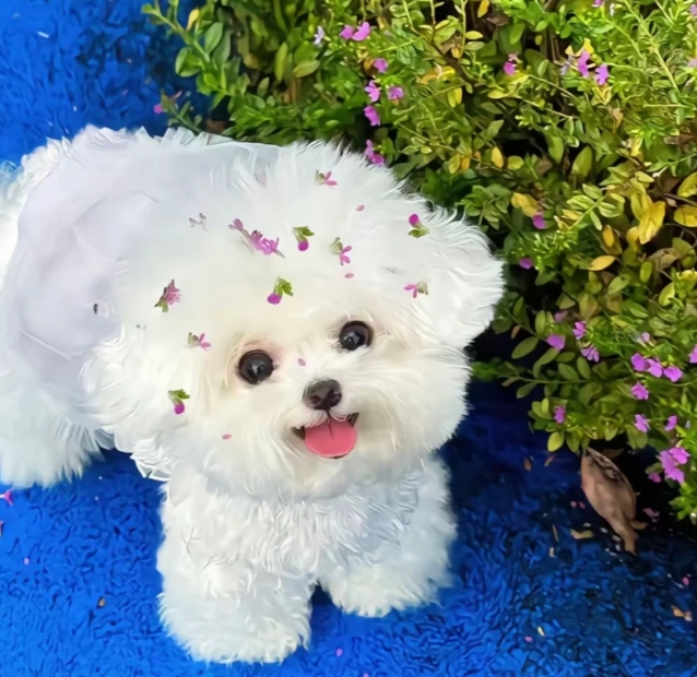 从皇室宠儿到治愈系顶流！比熊犬的「棉花糖哲学」：粘人精竟是看家小能手？