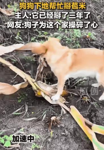 “不可思议！”黑龙江一女子和家人下地掰玉米，家养的狗狗也跟着来到玉米地，还没等主