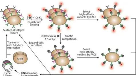 酵母蛋白制备技术：从破壁到提取，如何突破规模化生产瓶颈？