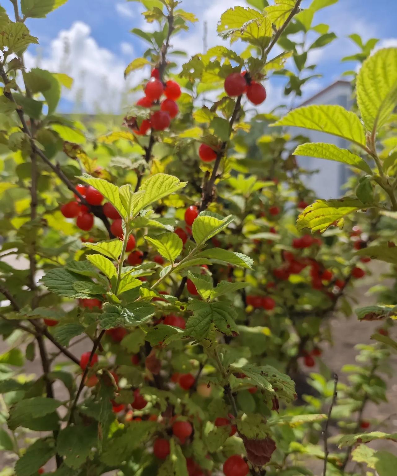 单位的院子里种了不少樱桃树，这几天陆续成熟了，好多同事午休的时候就去摘，还挺多，