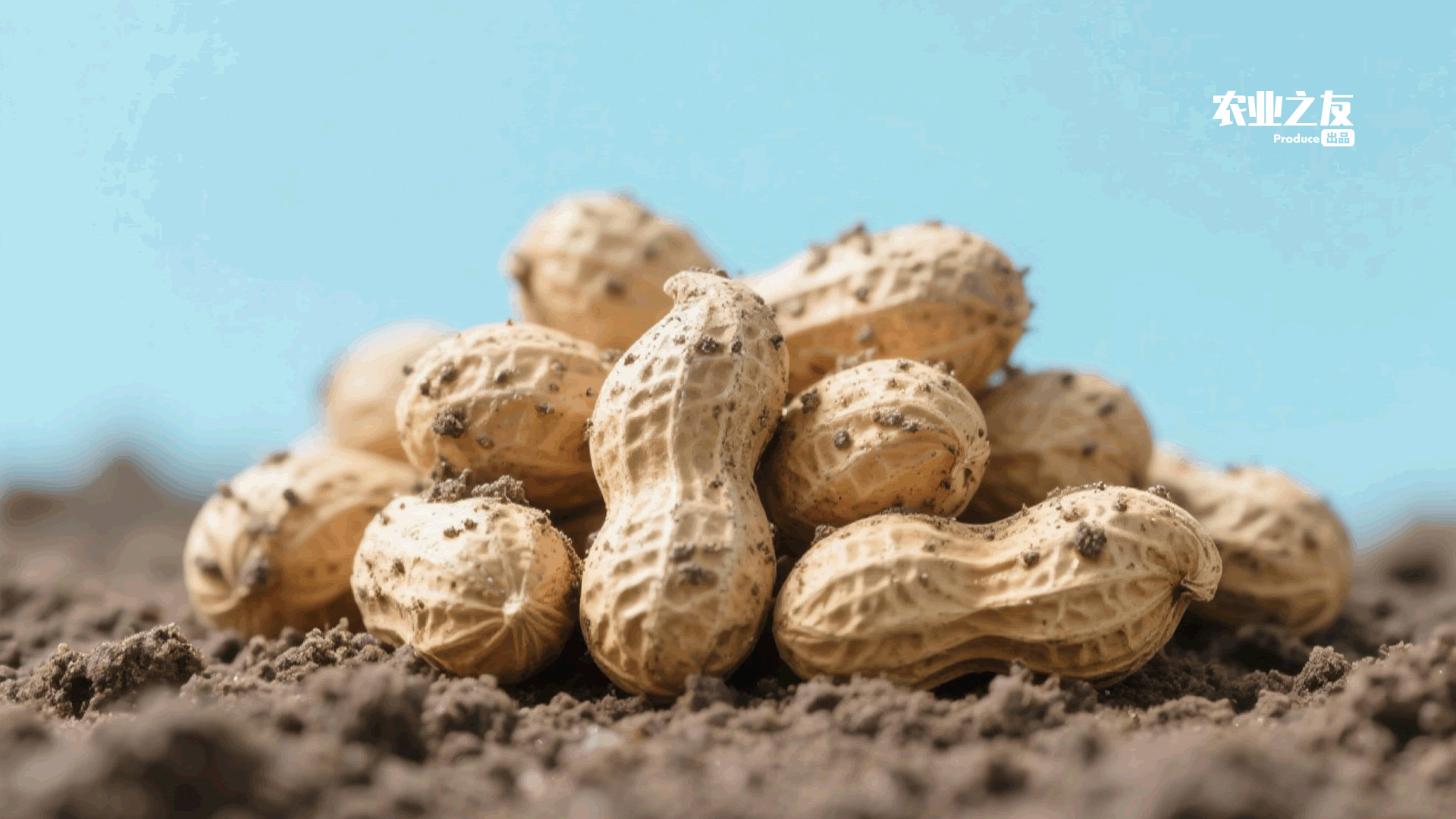 花生“一扩双提”：小花生的大能量