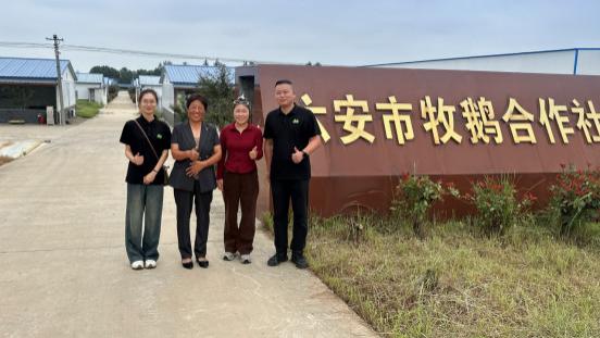 美丽牧场赴六安牧鹅合作社考察交流 共商皖西白鹅生态战略合作