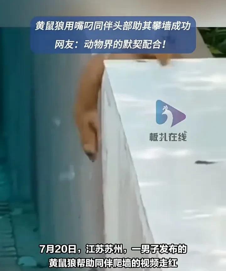 动物也有真情！7月20日，江苏苏州一名男子发视频称，自己打开窗户时，看见两只黄鼠