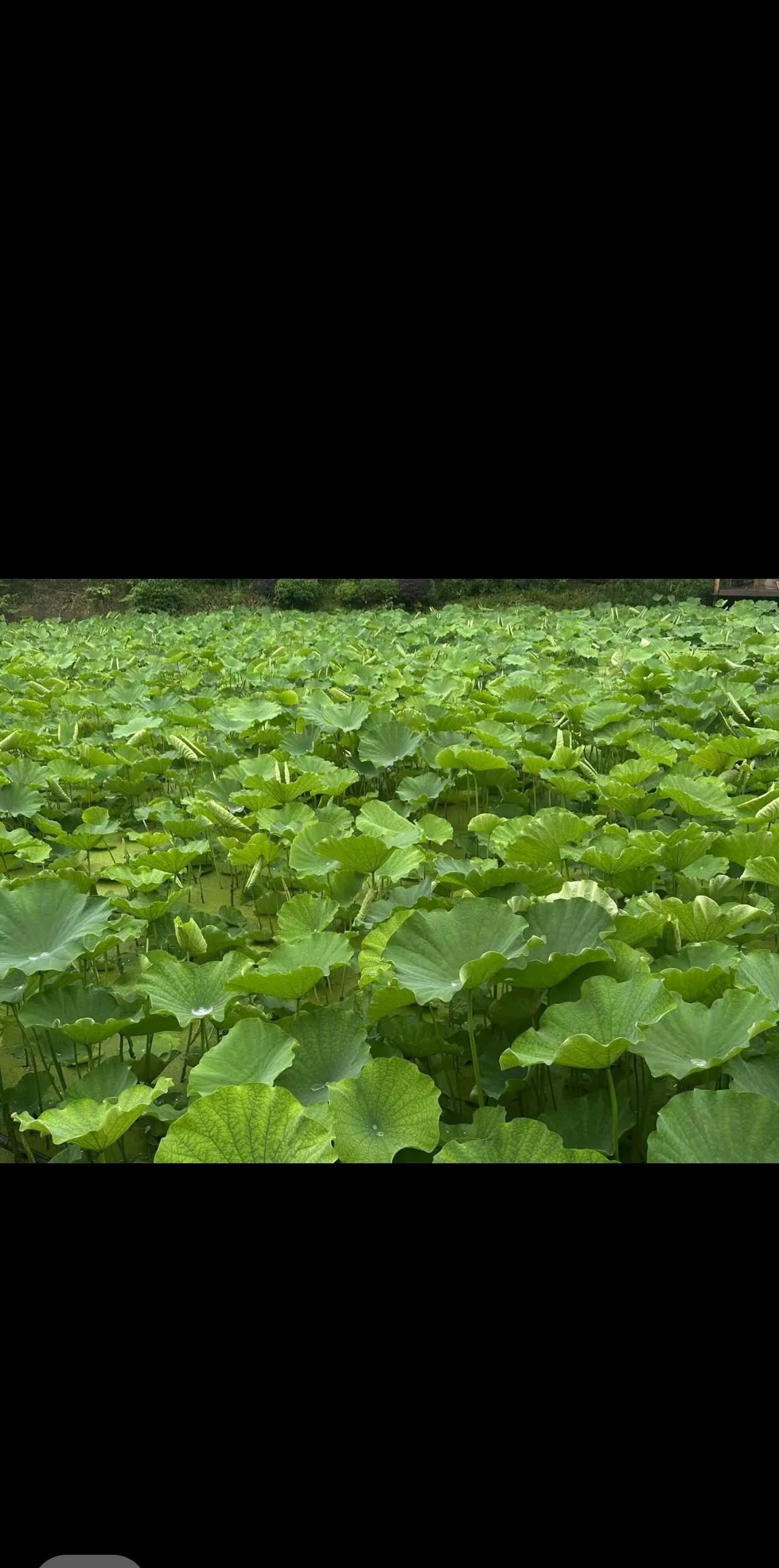 朋友在偏远乡当乡长，今年有机会回城，但他拒绝了。因为他一方面觉得在基层习惯了，另