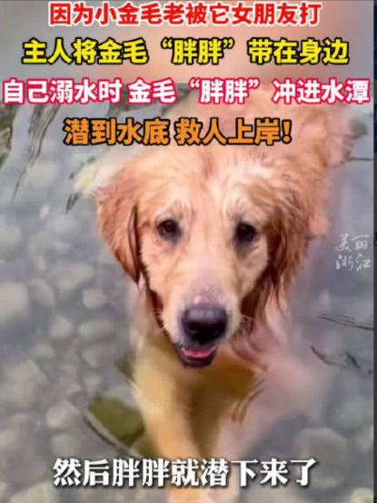 “电视剧都不敢这么演！”近日，湖北，男子家中的母狗怀孕后，经常欺负另一只公狗，于