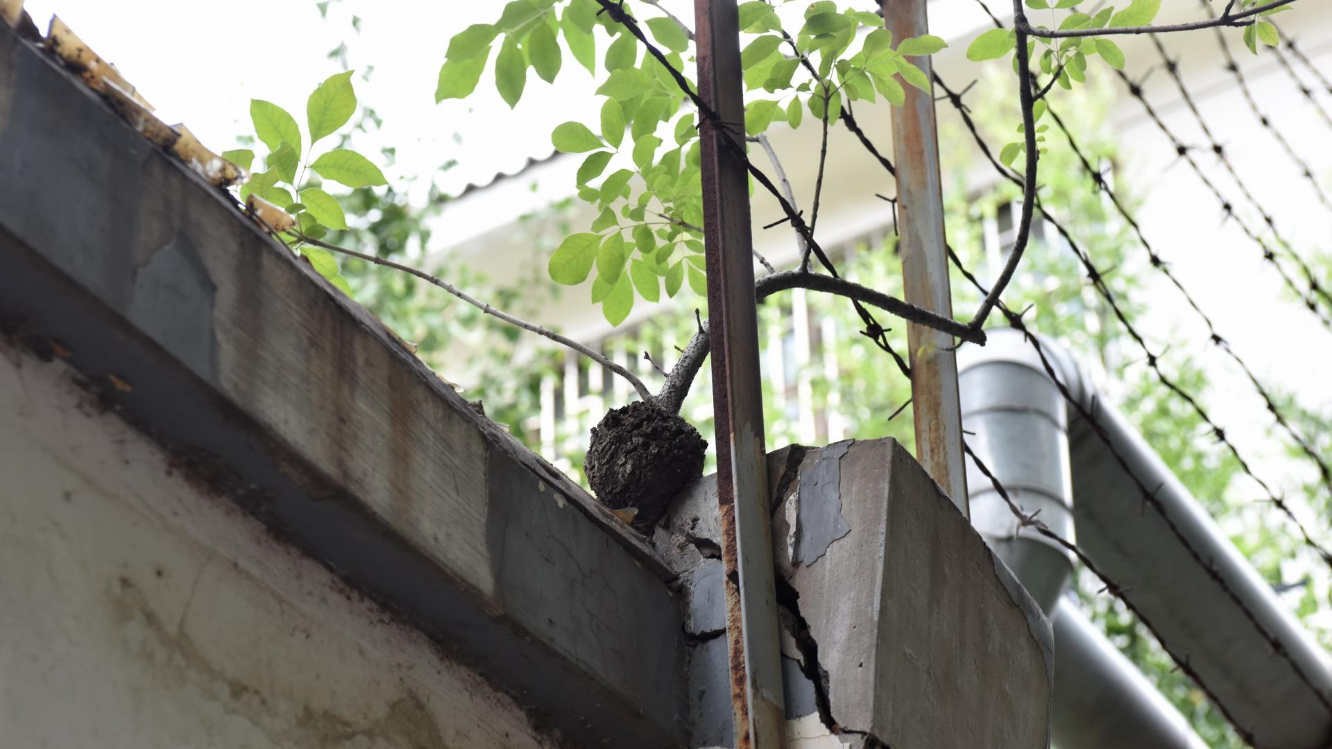 院墙上顽强的生命奇迹