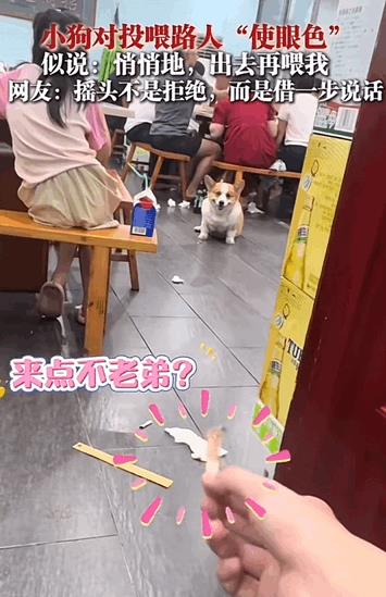 “太有灵性了吧！”四川，一男子在饭馆吃饭时，见一只狗狗盯着自己看，以为它馋肉，就