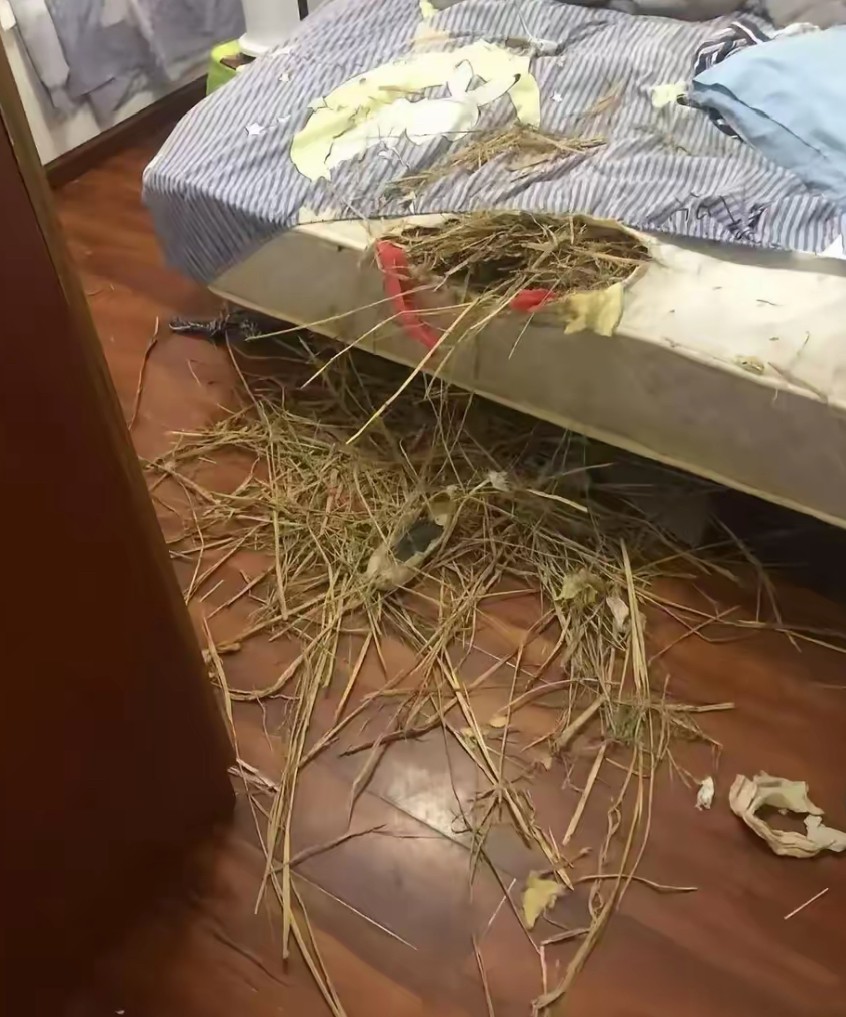 我家狗干的，要不要打它？