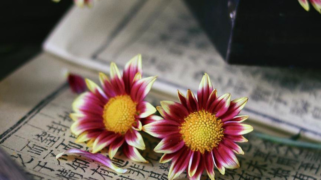 你把时间花在哪，你的花就开在哪