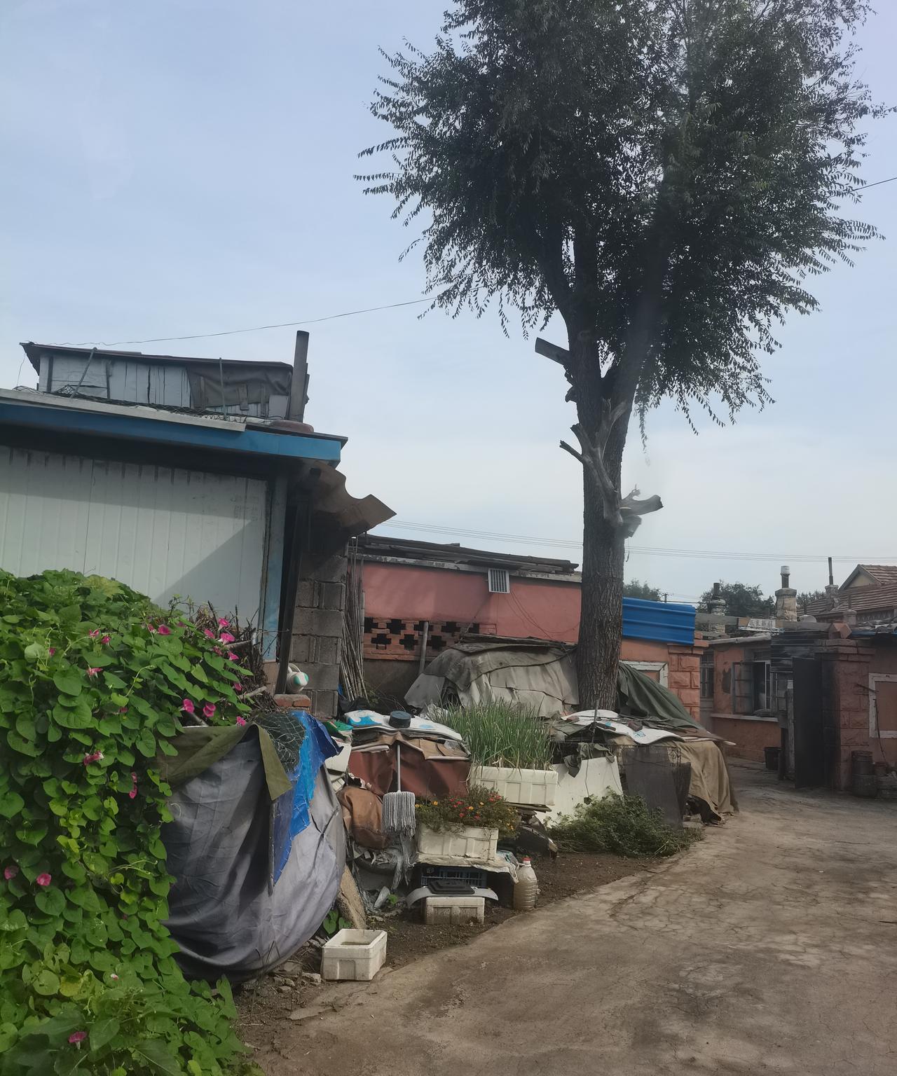 这棵树是我的，但不属于我！
     我出生的老房子，根本没有了以前的模样。离开