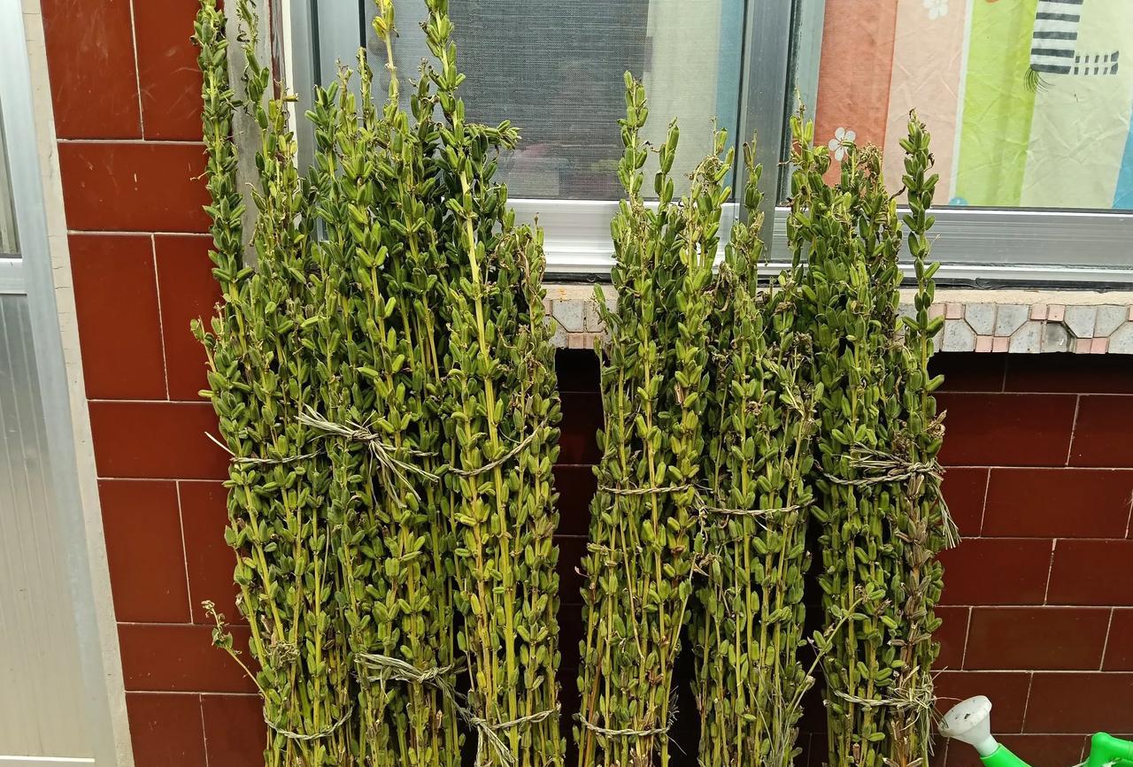 秋天来了，芝麻也到了成熟的季节。
可能现在很多年轻的人都不认识吧！
#我的宝藏兴